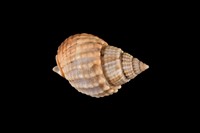 藏品(織紋螺)的圖片